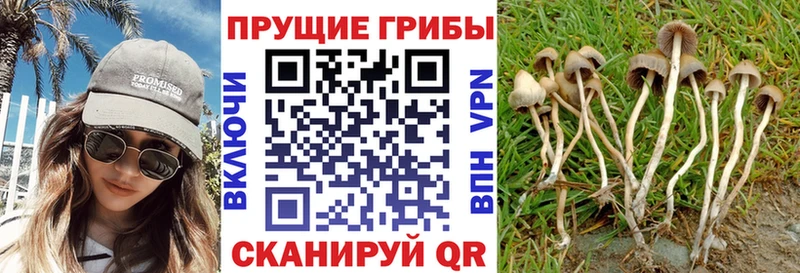 Псилоцибиновые грибы Psilocybine cubensis купить наркотики цена Волгодонск